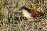 Coppery Tailed Coucal Coppery Tailed Coucal